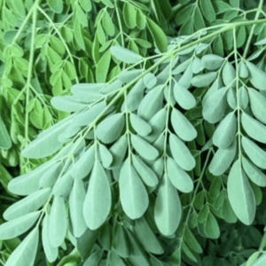 Green moringa leaves on branches.